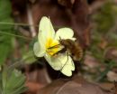 Bee-fly